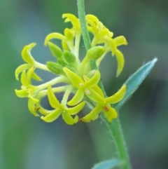 Pimelea curviflora (Curved Rice-flower) at Booth, ACT - 13 Jan 2019 by KenT