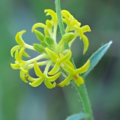 Pimelea curviflora (Curved Rice-flower) at Booth, ACT - 14 Jan 2019 by KenT