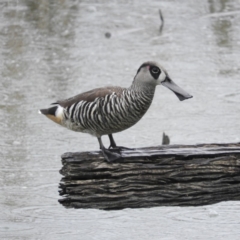 Malacorhynchus membranaceus (Pink-eared Duck) at Fyshwick, ACT - 28 Jan 2019 by MatthewFrawley