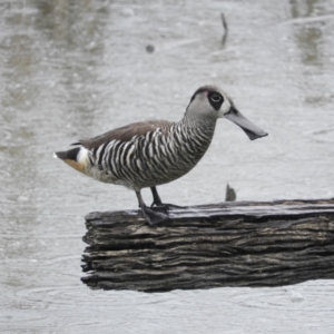 Malacorhynchus membranaceus at Fyshwick, ACT - 28 Jan 2019