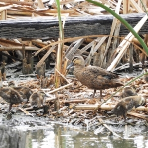 Anas superciliosa at Fyshwick, ACT - 28 Jan 2019 04:31 PM