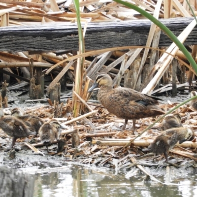 Anas superciliosa (Pacific Black Duck) at Jerrabomberra Wetlands - 28 Jan 2019 by MatthewFrawley