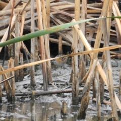 Zapornia pusilla (Baillon's Crake) at Fyshwick, ACT - 28 Jan 2019 by MatthewFrawley