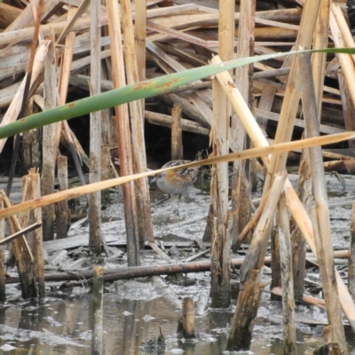 Zapornia pusilla (Baillon's Crake) at Jerrabomberra Wetlands - 28 Jan 2019 by MatthewFrawley