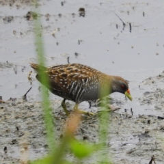 Porzana fluminea (Australian Spotted Crake) at Fyshwick, ACT - 28 Jan 2019 by MatthewFrawley