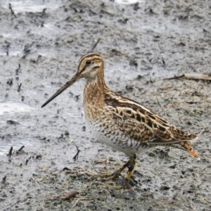 Gallinago hardwickii at Fyshwick, ACT - 28 Jan 2019