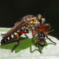 Thereutria amaraca (Spine-legged Robber Fly) at Acton, ACT - 29 Jan 2019 by TimL