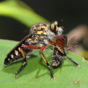 Thereutria amaraca at Acton, ACT - 29 Jan 2019 01:09 PM