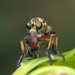 Thereutria amaraca at Acton, ACT - 29 Jan 2019 01:09 PM