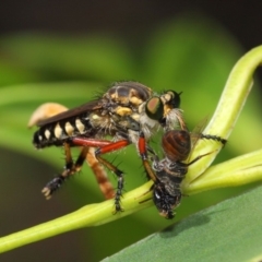 Thereutria amaraca at Acton, ACT - 29 Jan 2019 01:09 PM