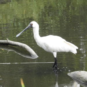 Platalea regia at Fyshwick, ACT - 28 Jan 2019