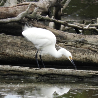 Egretta garzetta (Little Egret) at Fyshwick, ACT - 28 Jan 2019 by MatthewFrawley