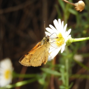 Ocybadistes walkeri at Kambah, ACT - 29 Jan 2019 02:42 PM