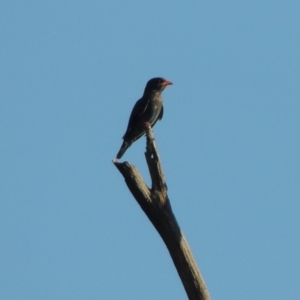 Eurystomus orientalis at Greenway, ACT - 9 Jan 2019