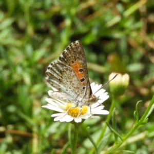 Lucia limbaria at Kambah, ACT - 29 Jan 2019 02:39 PM