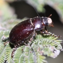 Melolonthinae sp. (subfamily) (Cockchafer) at Mount Ainslie - 28 Jan 2019 by jbromilow50