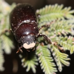 Melolonthinae (subfamily) at Majura, ACT - 28 Jan 2019 09:23 PM