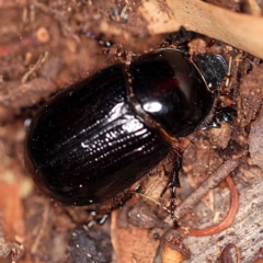 Dasygnathus sp. (Rhinoceros beetle) at O'Connor, ACT - 29 Jan 2019 by ibaird