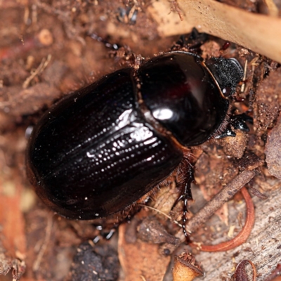 Dasygnathus sp. (Rhinoceros beetle) at O'Connor, ACT - 29 Jan 2019 by ibaird
