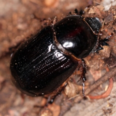 Dasygnathus sp. (genus) at O'Connor, ACT - 29 Jan 2019 08:46 PM