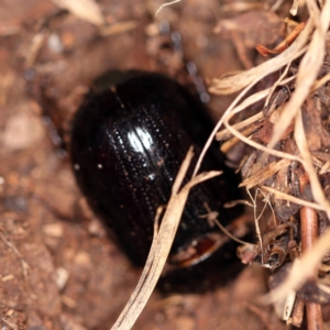 Dasygnathus sp. (genus) at O'Connor, ACT - 29 Jan 2019 08:46 PM