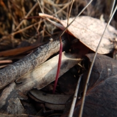 Corunastylis clivicola (Rufous midge orchid) at Cook, ACT - 30 Jan 2019 by CathB