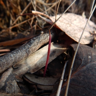 Corunastylis clivicola (Rufous midge orchid) at Cook, ACT - 30 Jan 2019 by CathB