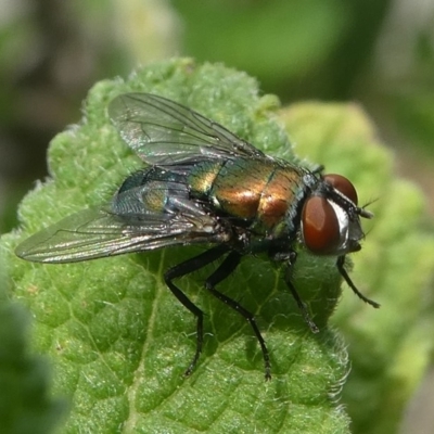 Lucilia cuprina (Australian sheep blowfly) at Kambah, ACT - 30 Jan 2019 by HarveyPerkins