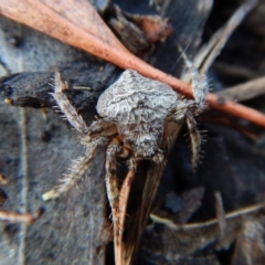 Dolophones conifera (Wrap-around spider) at Cook, ACT - 30 Jan 2019 by CathB