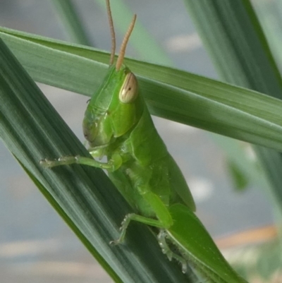 Bermius brachycerus (A grasshopper) at Kambah, ACT - 30 Jan 2019 by HarveyPerkins