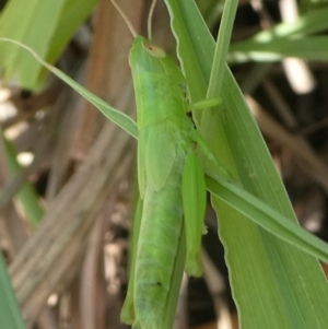 Bermius brachycerus at Kambah, ACT - 30 Jan 2019