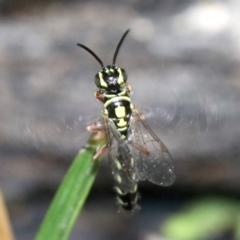 Aeolothynnus sp. (genus) (A flower wasp) at Majura, ACT - 28 Jan 2019 by jb2602