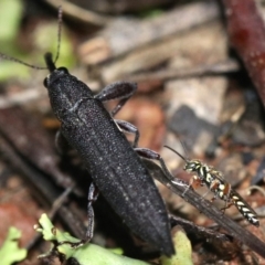 Aeolothynnus sp. (genus) at Majura, ACT - 28 Jan 2019