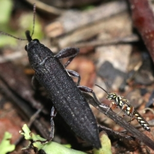 Aeolothynnus sp. (genus) at Majura, ACT - 28 Jan 2019