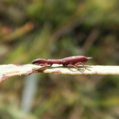 Rhadinosomus lacordairei (Thin Strawberry Weevil) at Mount Painter - 28 Jan 2019 by CathB