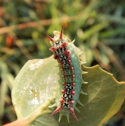 Doratifera quadriguttata and casta (Four-spotted Cup Moth) at Cook, ACT - 28 Jan 2019 by CathB