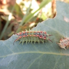 Doratifera quadriguttata and casta at Cook, ACT - 29 Jan 2019