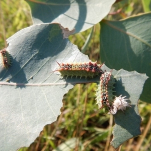 Doratifera quadriguttata and casta at Cook, ACT - 29 Jan 2019 07:59 AM