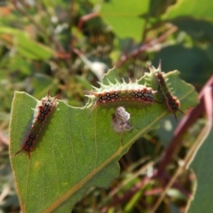 Doratifera quadriguttata and casta at Cook, ACT - 29 Jan 2019 07:59 AM