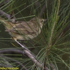 Acrocephalus australis (Australian Reed-Warbler) at Stromlo, ACT - 27 Jan 2019 by BIrdsinCanberra