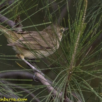 Acrocephalus australis (Australian Reed-Warbler) at Stromlo, ACT - 28 Jan 2019 by JonSteinbeck