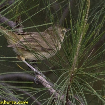 Acrocephalus australis (Australian Reed-Warbler) at Stromlo, ACT - 28 Jan 2019 by BIrdsinCanberra