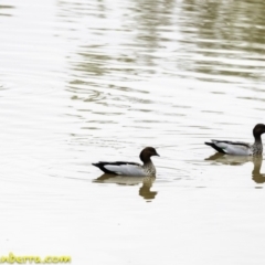 Chenonetta jubata (Australian Wood Duck) at Stromlo, ACT - 28 Jan 2019 by JonSteinbeck