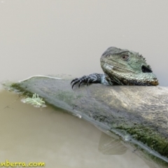 Intellagama lesueurii howittii (Gippsland Water Dragon) at Stromlo, ACT - 28 Jan 2019 by JonSteinbeck