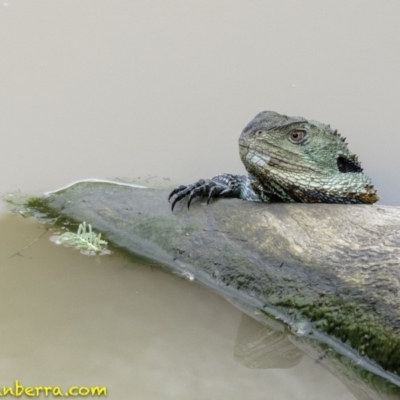 Intellagama lesueurii howittii (Gippsland Water Dragon) at Cotter Reserve - 27 Jan 2019 by BIrdsinCanberra