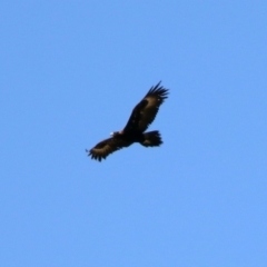 Aquila audax (Wedge-tailed Eagle) at Symonston, ACT - 30 Jan 2019 by RodDeb