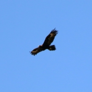 Aquila audax at Symonston, ACT - 30 Jan 2019 11:42 AM