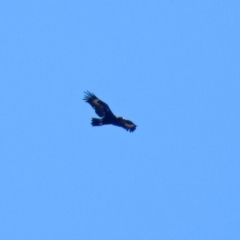 Aquila audax at Symonston, ACT - 30 Jan 2019 11:42 AM