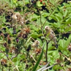 Carduelis carduelis (European Goldfinch) at Fyshwick, ACT - 30 Jan 2019 by RodDeb