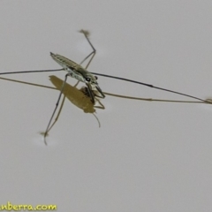 Aquarius antigone (Water strider, pond skater) at Stromlo, ACT - 28 Jan 2019 by JonSteinbeck